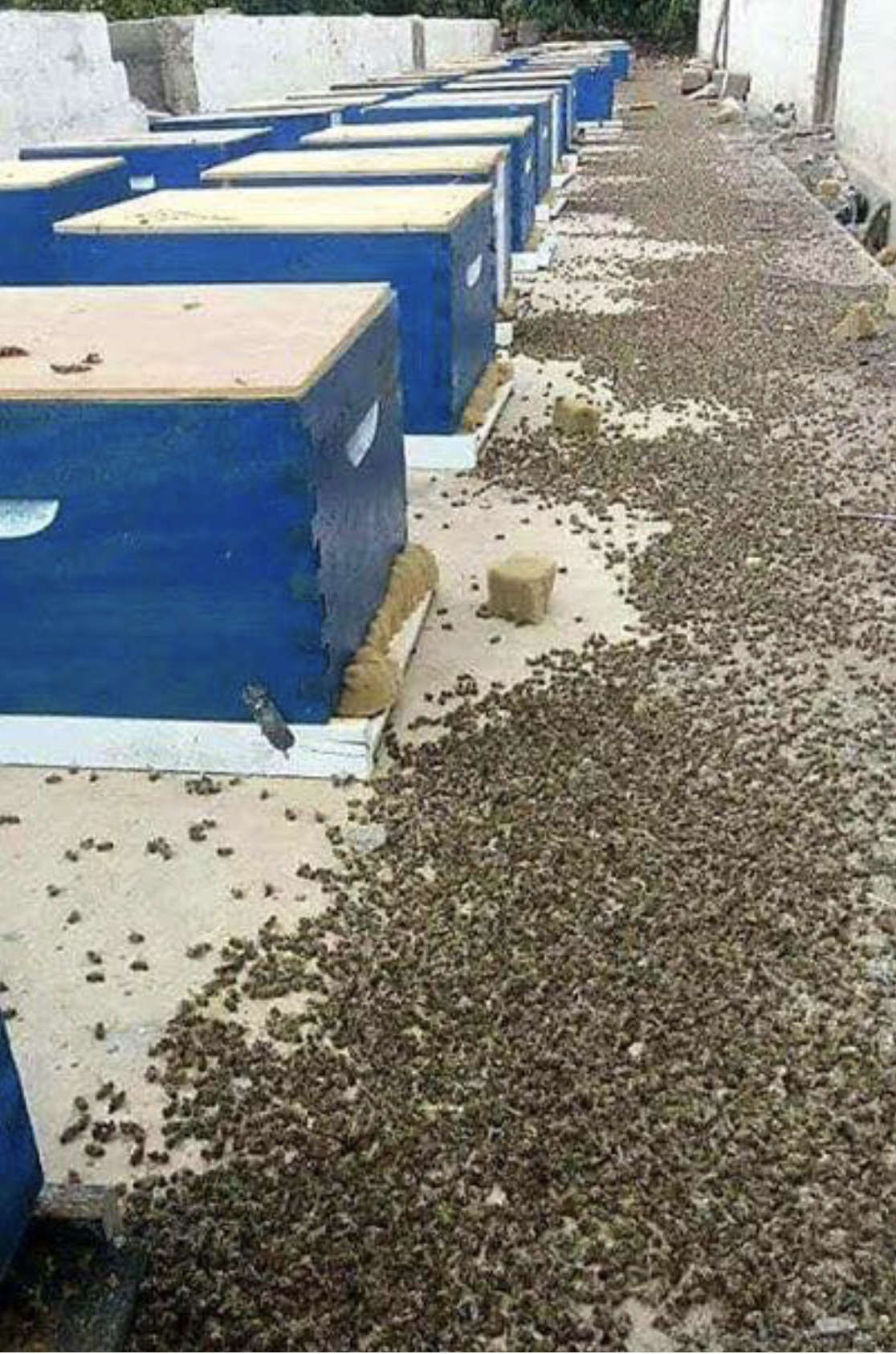 Смертоносные пчелы. Пестициды | Пикабу