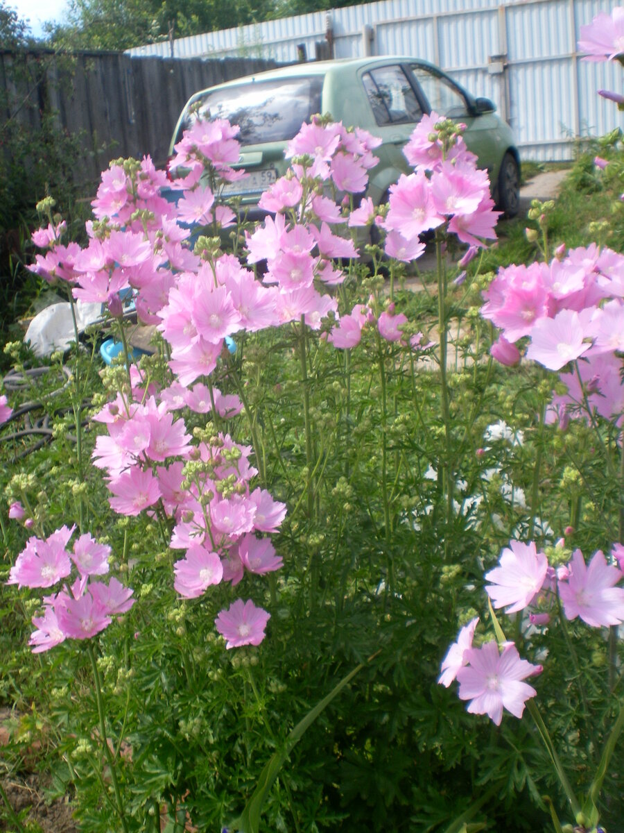 Если удалять отцветшие бутоны постоянно, то всё лето будете наблюдать эту красоту