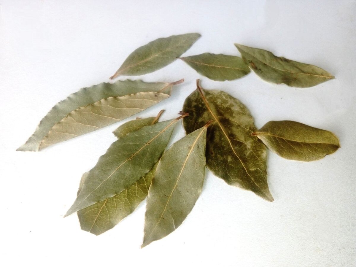 Эти листочки не только привлекут к вам денежки, но и защитят вас от нечисти и колдовства