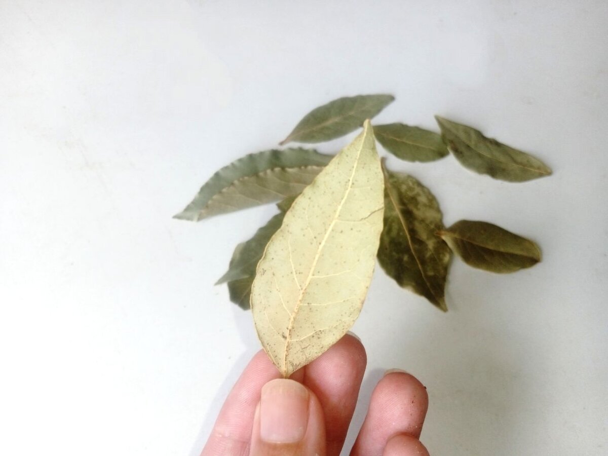 Спрячьте лаврушку в карман, чтобы привлечь к себе успех