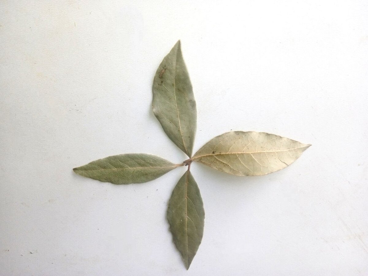 Цветок из листочков лавра, спрятанный под ковром, привлечет в ваш дом мир и покой