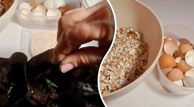 Заметил, что мама собирает яичную скорлупу и кипятит их: причина вас сильно удивит