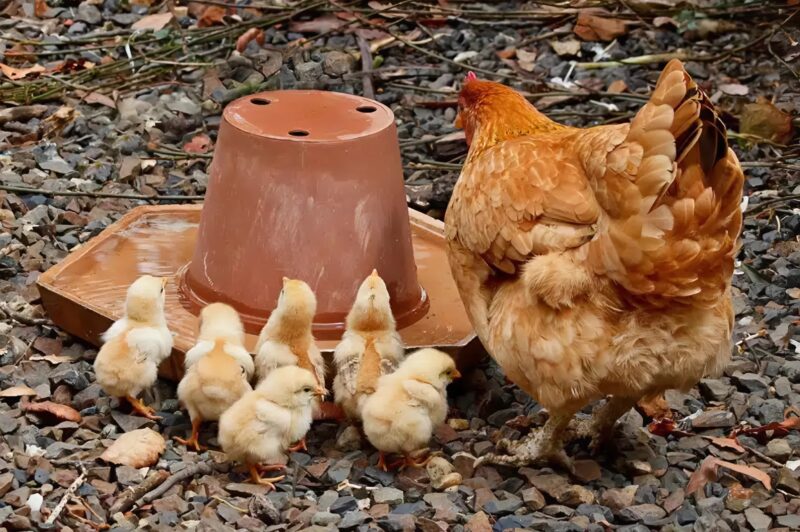 Заметил, что мама собирает яичную скорлупу и кипятит их: причина вас сильно удивит