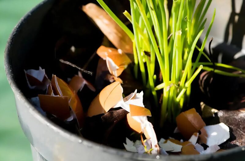 Заметил, что мама собирает яичную скорлупу и кипятит их: причина вас сильно удивит