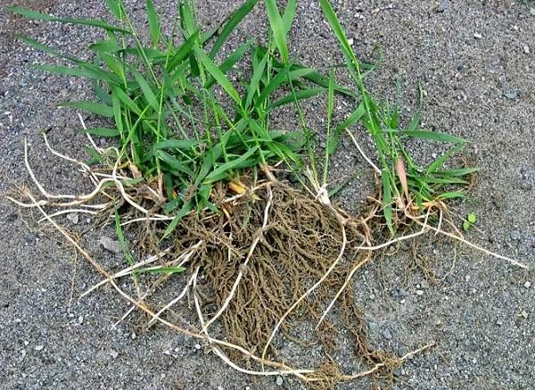 ЭТОТ СОРНЯК – НАХОДКА ДЛЯ ТЕХ, КТО ХОЧЕТ ДОЖИТЬ ДО ГЛУБОКОЙ СТАРОСТИ, НЕ ЗНАЯ НЕДУГОВ original-41-1-7689497