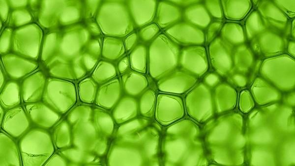 original-42-1-5324613